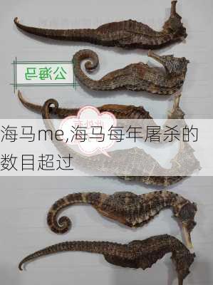 海马me,海马每年屠杀的数目超过