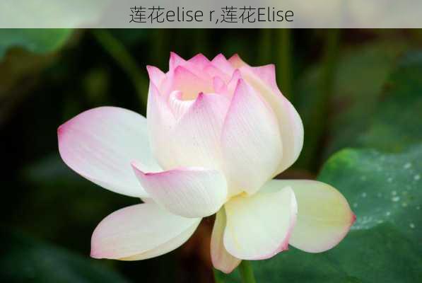 莲花elise r,莲花Elise