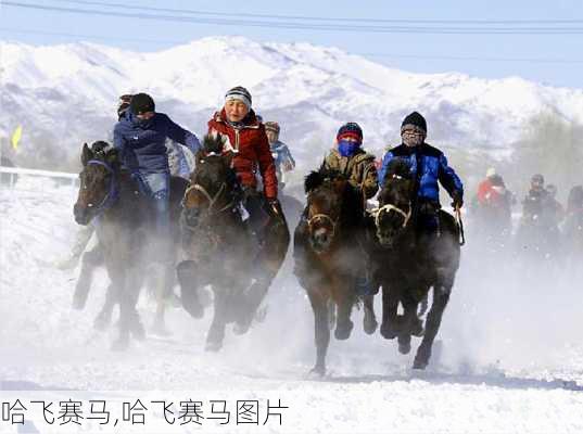 哈飞赛马,哈飞赛马图片