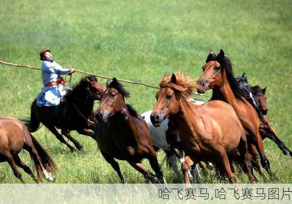 哈飞赛马,哈飞赛马图片